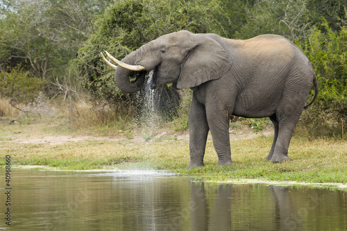 African Elephant Bull drinking  South Africa