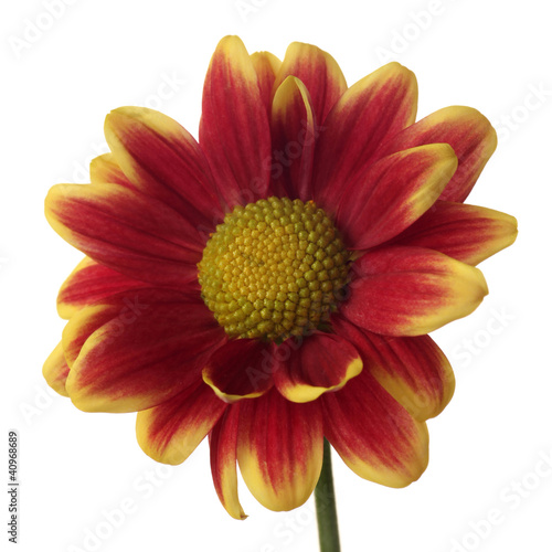 red yellow daisy in profile view isolated on white background