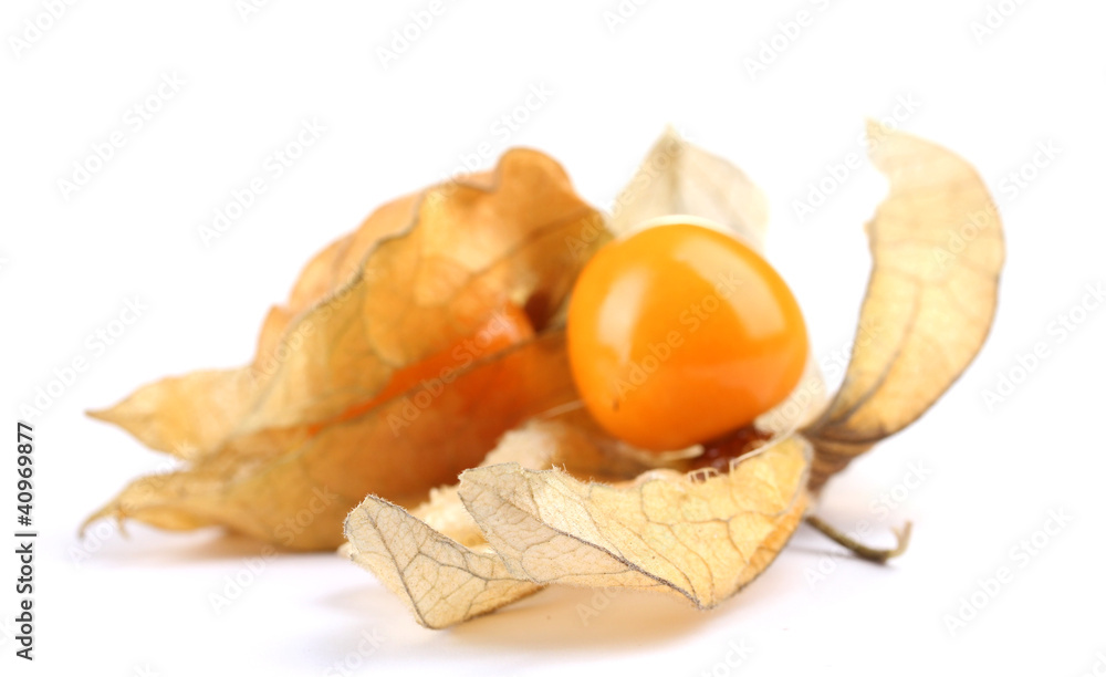 Physalis isolated on white Physalis isolated on white