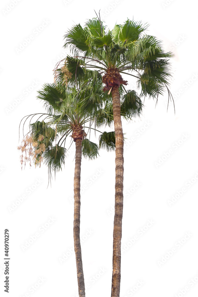 Naklejka premium two palms