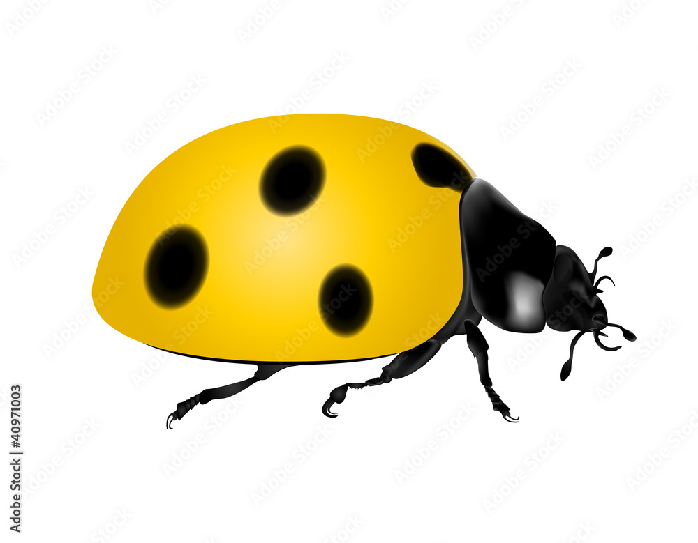 coccinelle coccinelle