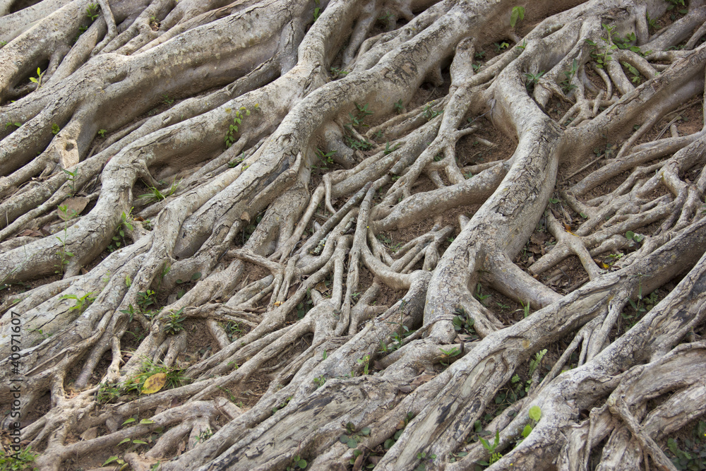 tree roots.