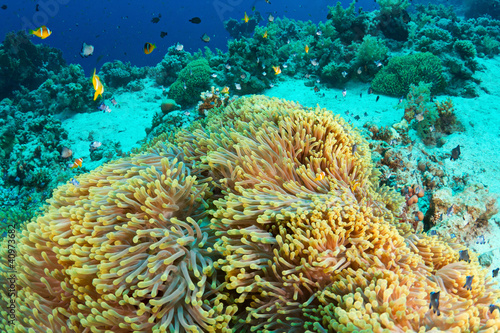 Anemone and clownfishes in the Red Sea, Egypt.