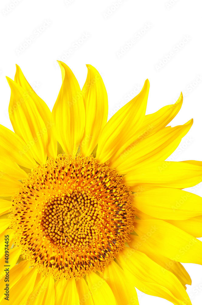 Fototapeta premium Sunflower