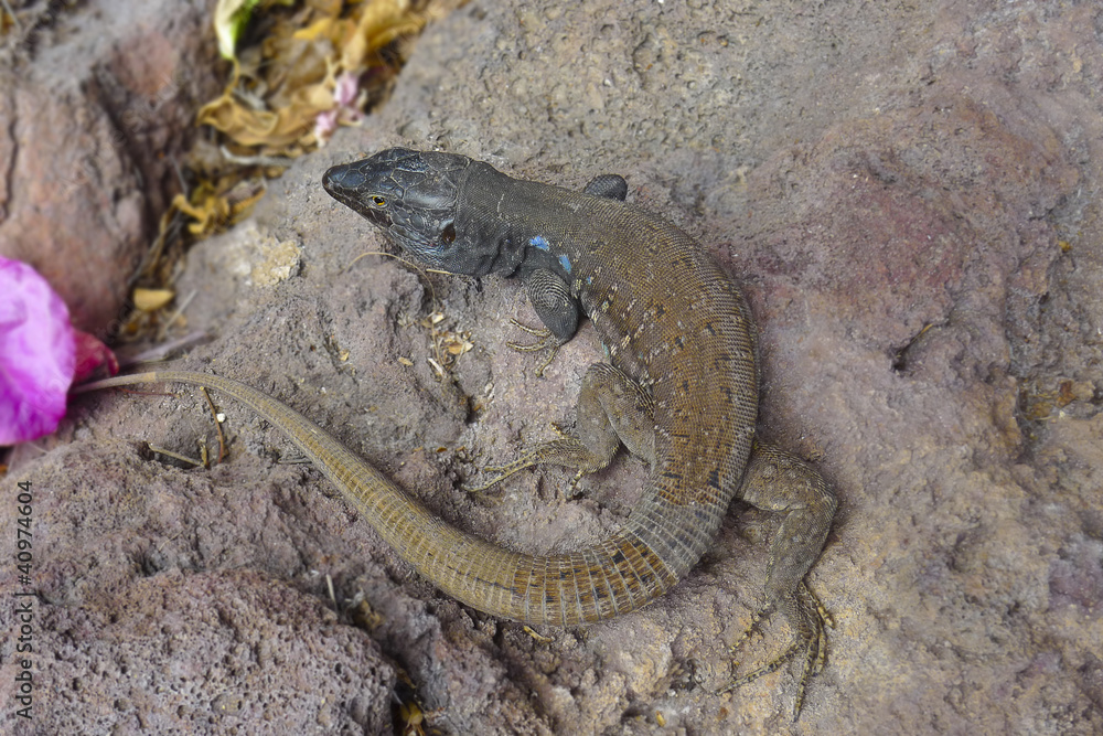 lizard - Gallotia Galloti - the Canaries islands lizard - Gallotia Galloti - the Canaries islands