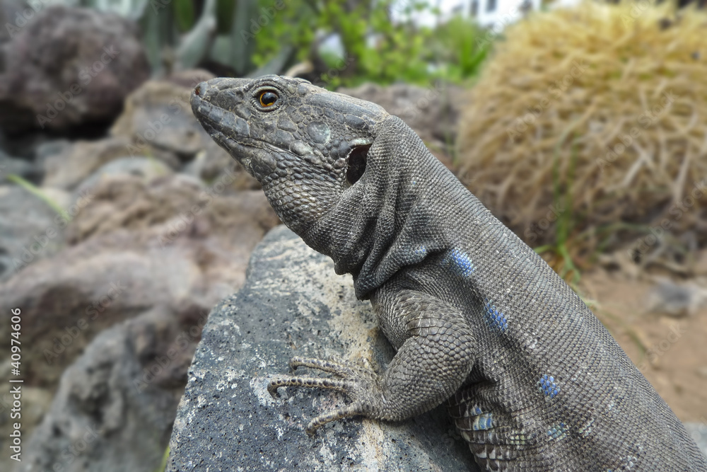 Fototapeta premium lizard - Gallotia Galloti
