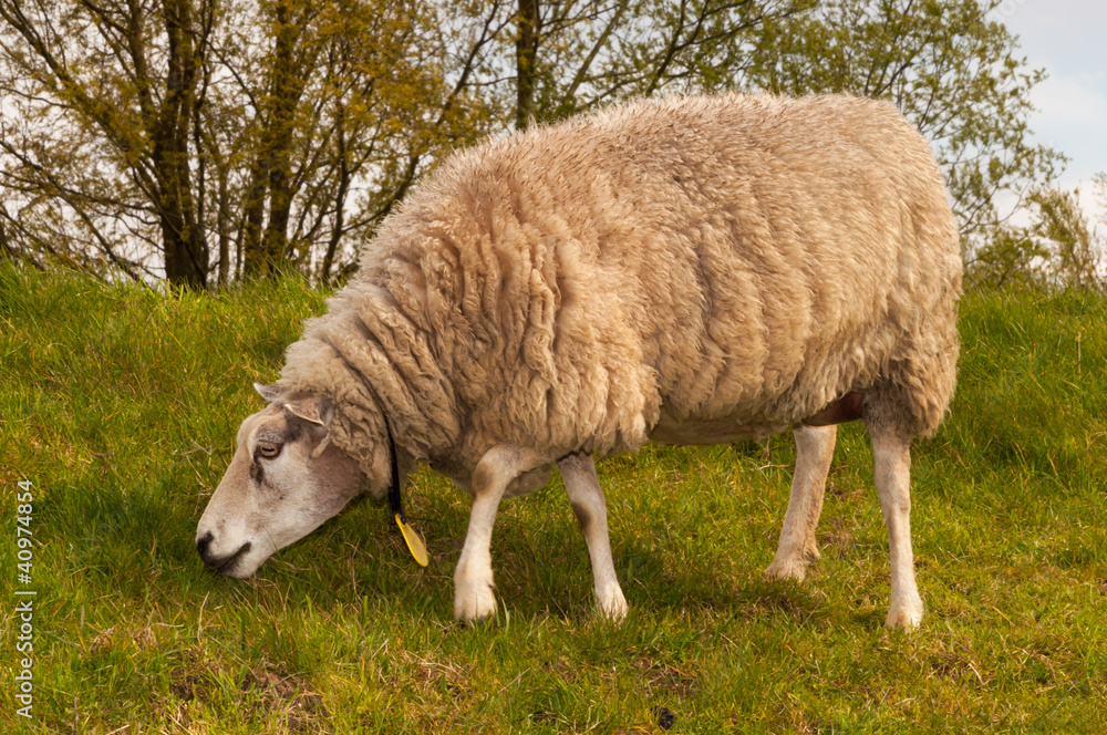 Closeup of a sheep in winter coat Closeup of a sheep in winter coat