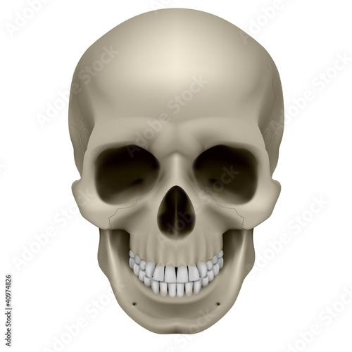 Human skull
