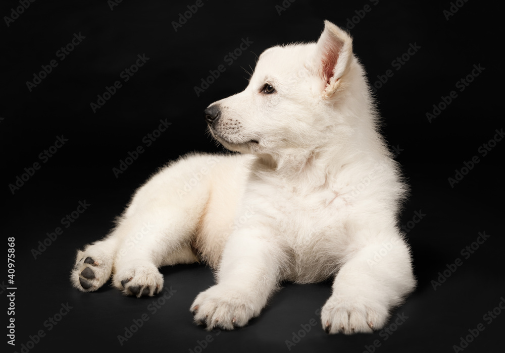 Fototapeta premium Puppy of the white sheep-dog