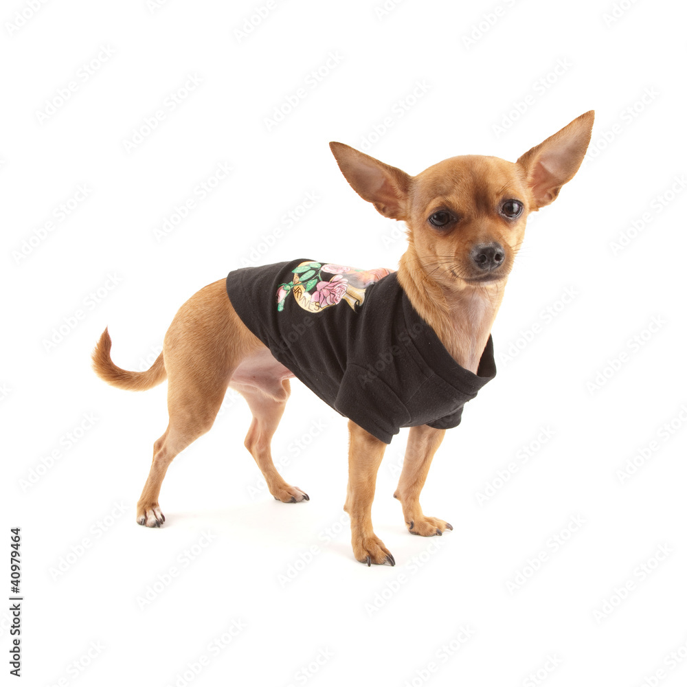 Chihuahua