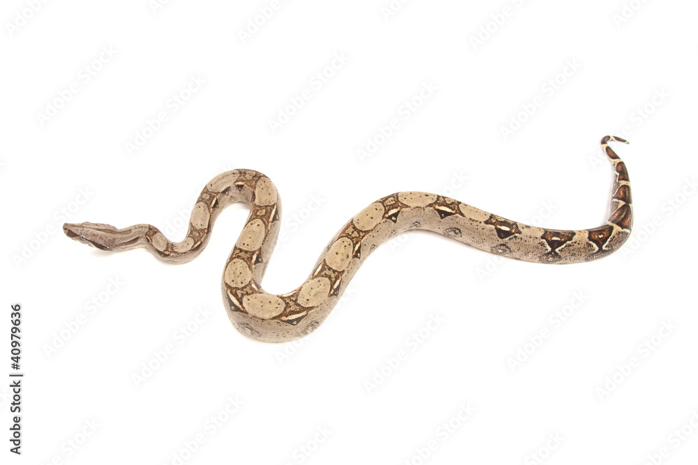 Boa