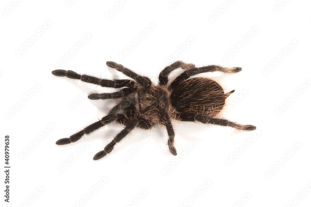 Tarantula