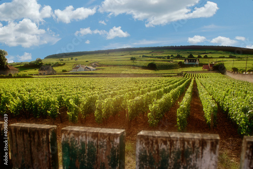 Burgundy vineyard