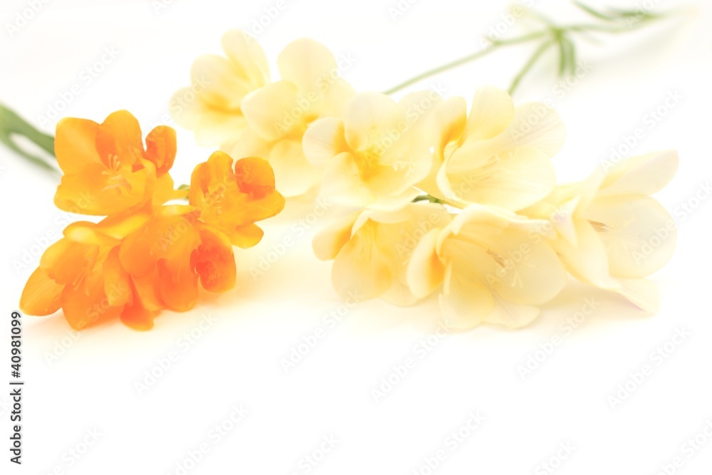 Fototapeta premium フリージア