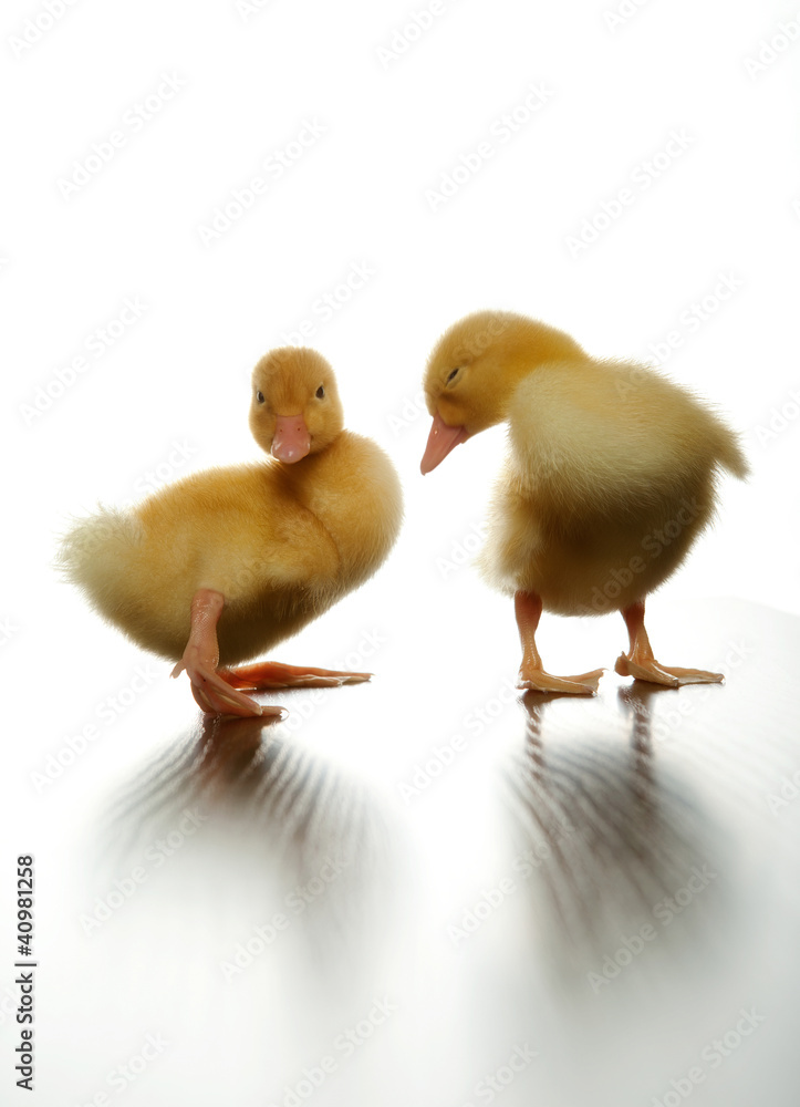 Fototapeta premium ducklings