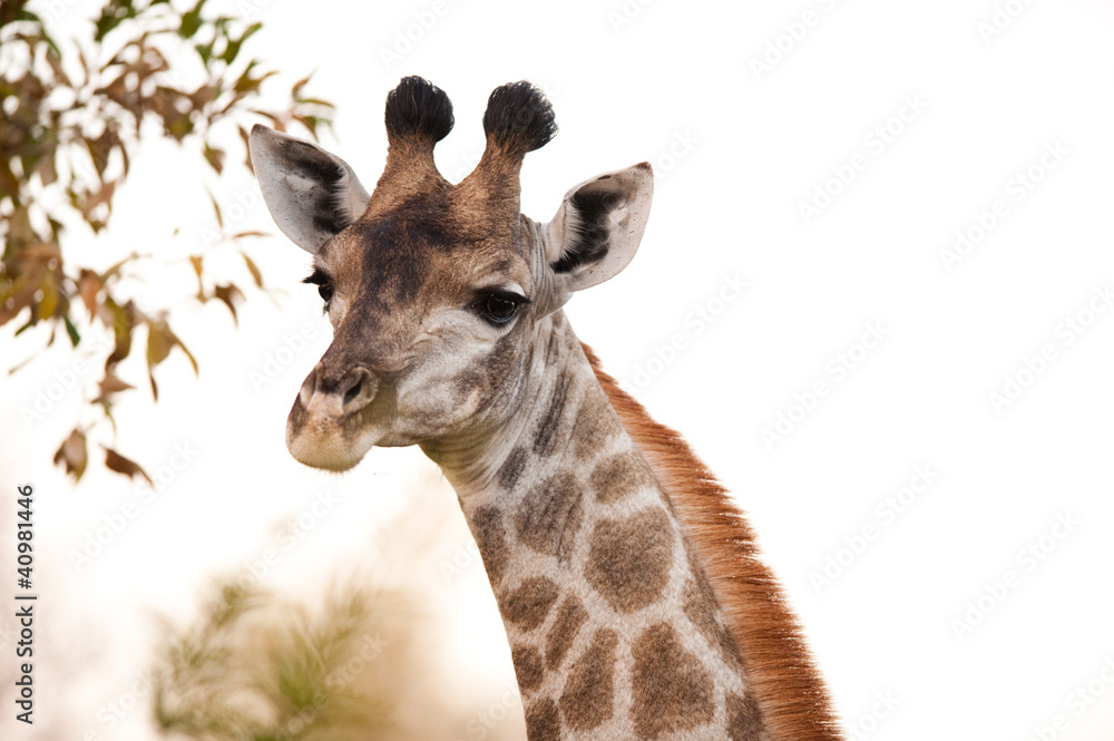 Obraz premium GIRAFFE (Giraffa camelopardalis) up close 2