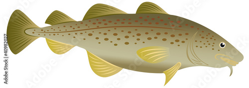 cod fish