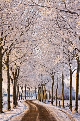 Trees and road in a white winter landscape