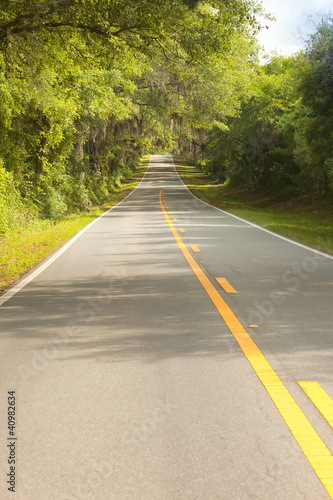 Country road with canopy covered oak trees