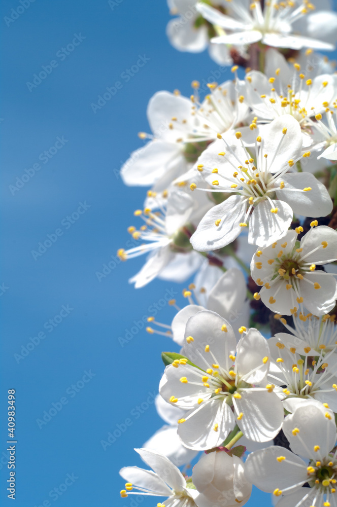flowers flowers