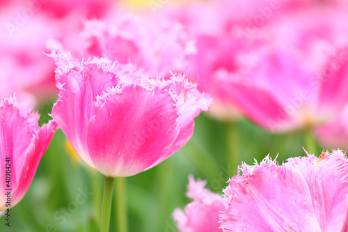 close up of pink tulip