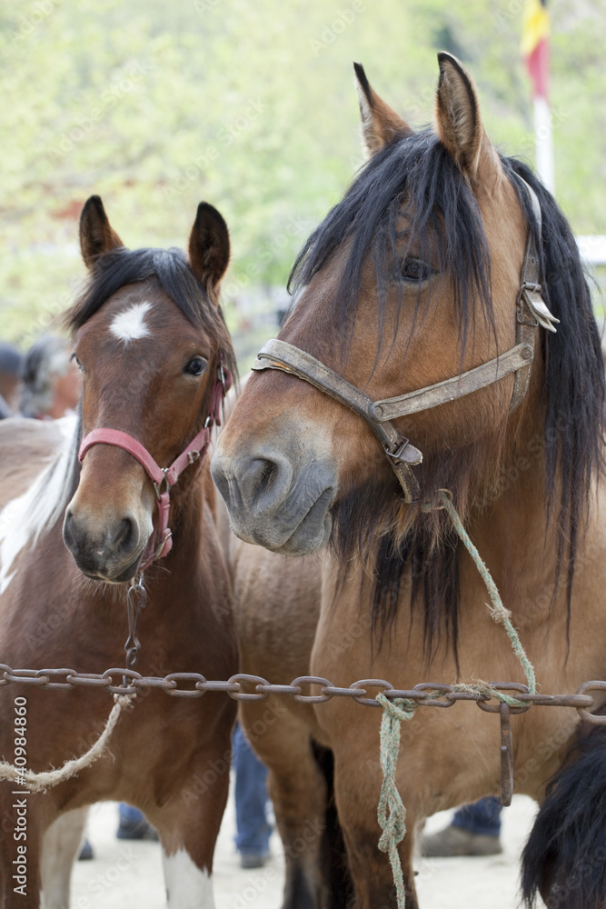 chevaux