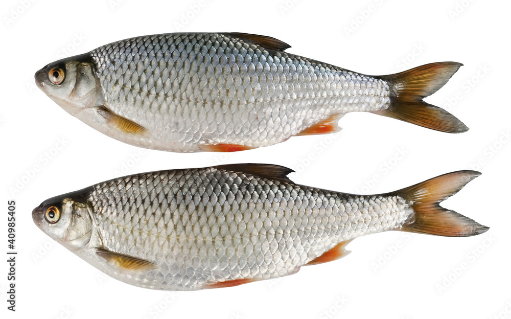 Two river fish, roach on white isolated background Two river fish, roach on white isolated background