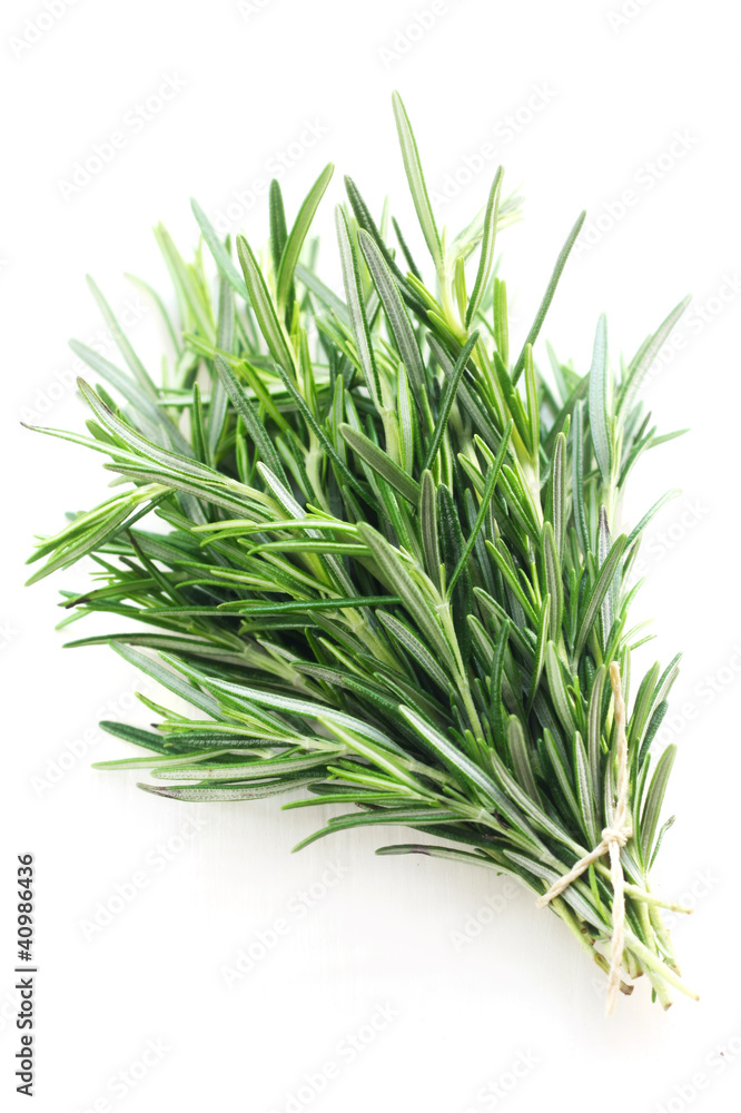 Fototapeta premium Herb Series - Rosemary