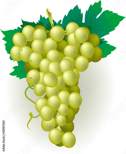 Grappolo d'Uva bianca