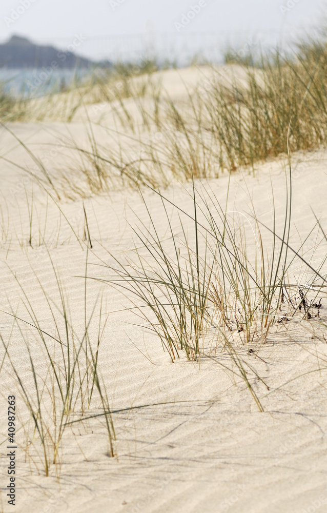 Fototapeta premium Beach Sand Dune, Cornwall, UK.