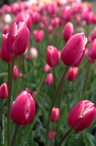 Fototapeta Naklejka Na Ścianę i Meble -  red tulips in garden