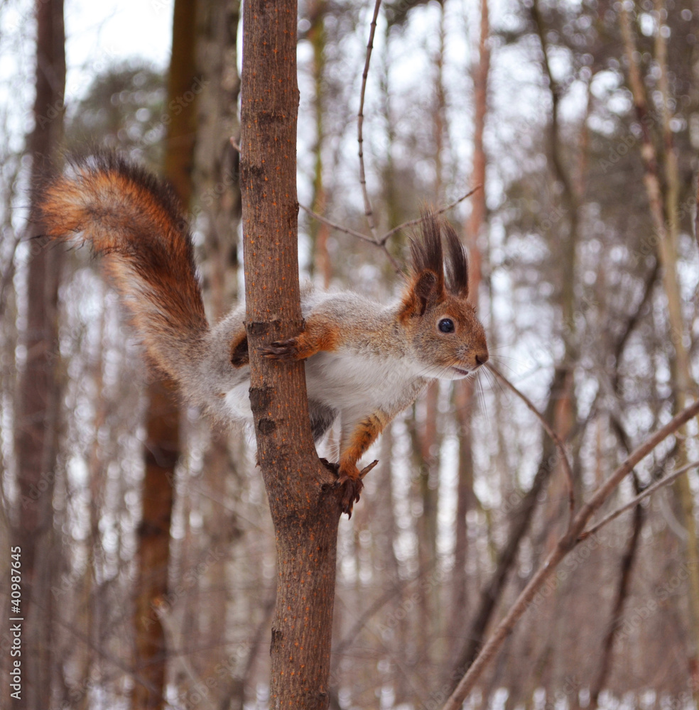 squirrel squirrel