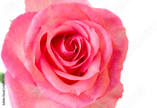 pink rose