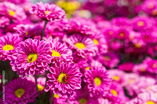 Fototapeta Naklejka Na Ścianę i Meble -  Colorful pink chrysanthemum