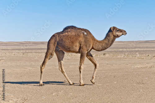 Camel at Erg Chebbi  Morocco