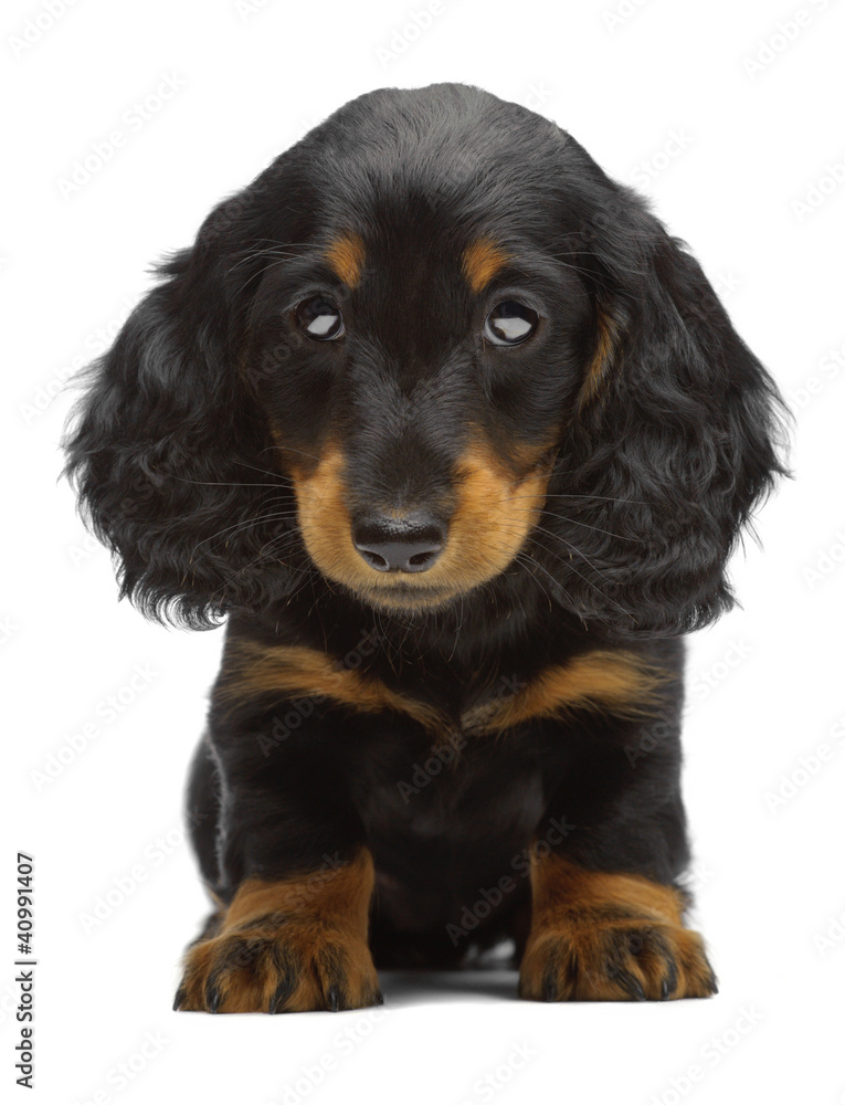 Portrait of puppy of Dachshund