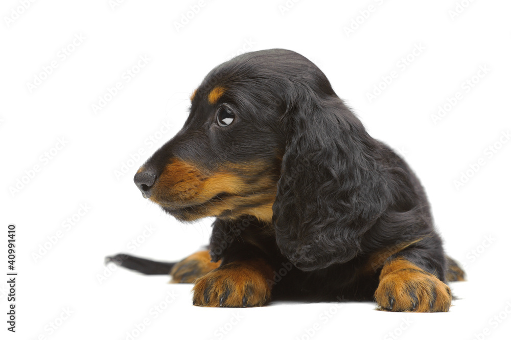 Portrait of puppy of Dachshund