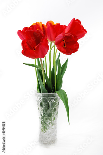 flowers  tulips  isolation