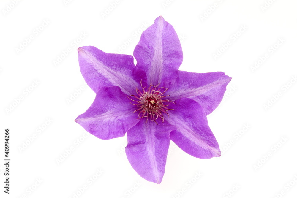 Clematide viola - Purple clematis