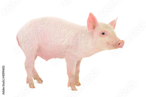 Pig on white