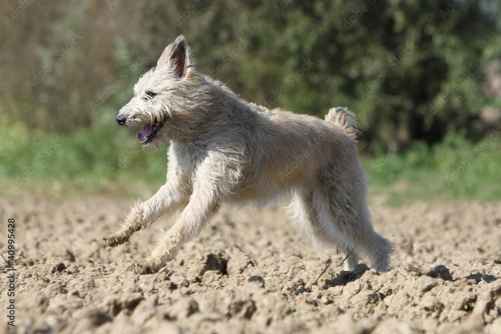 Fototapeta premium Ardennes cattle dog jumping