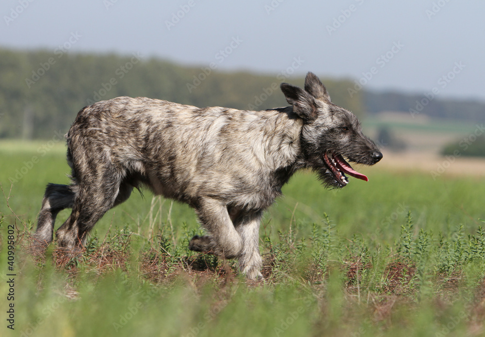 young Ardennes cattle dog running young Ardennes cattle dog running