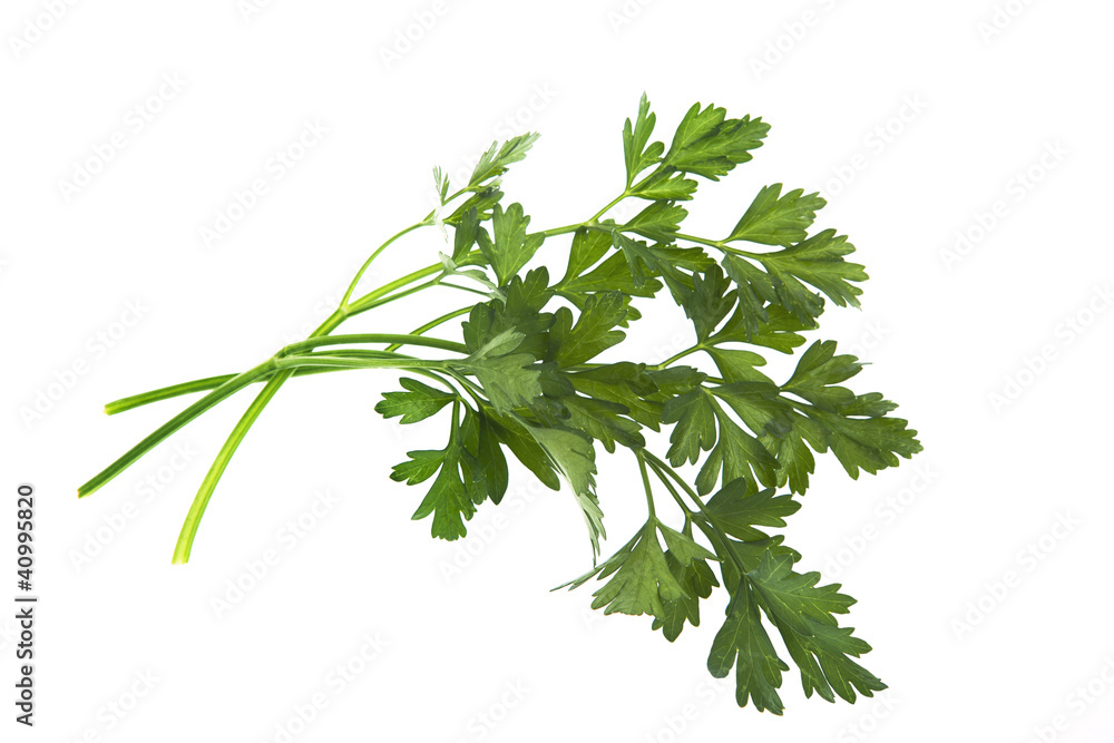 Bunch of parsley isolated on white Bunch of parsley isolated on white