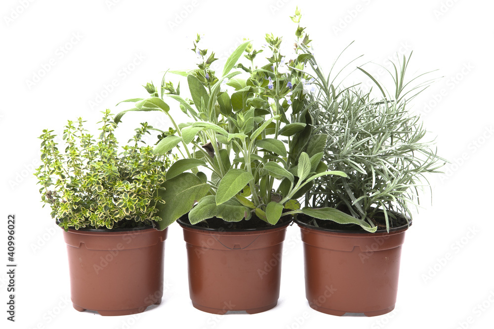 Three herbs, sage , cary, and oregano in the pots Three herbs, sage , cary, and oregano in the pots