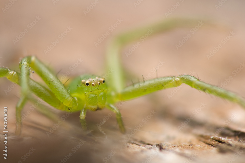 Diaea dorsata Diaea dorsata