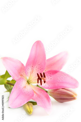 Pink Lily. © S.White