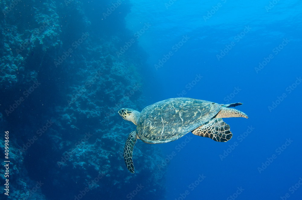 Fototapeta premium Turtle