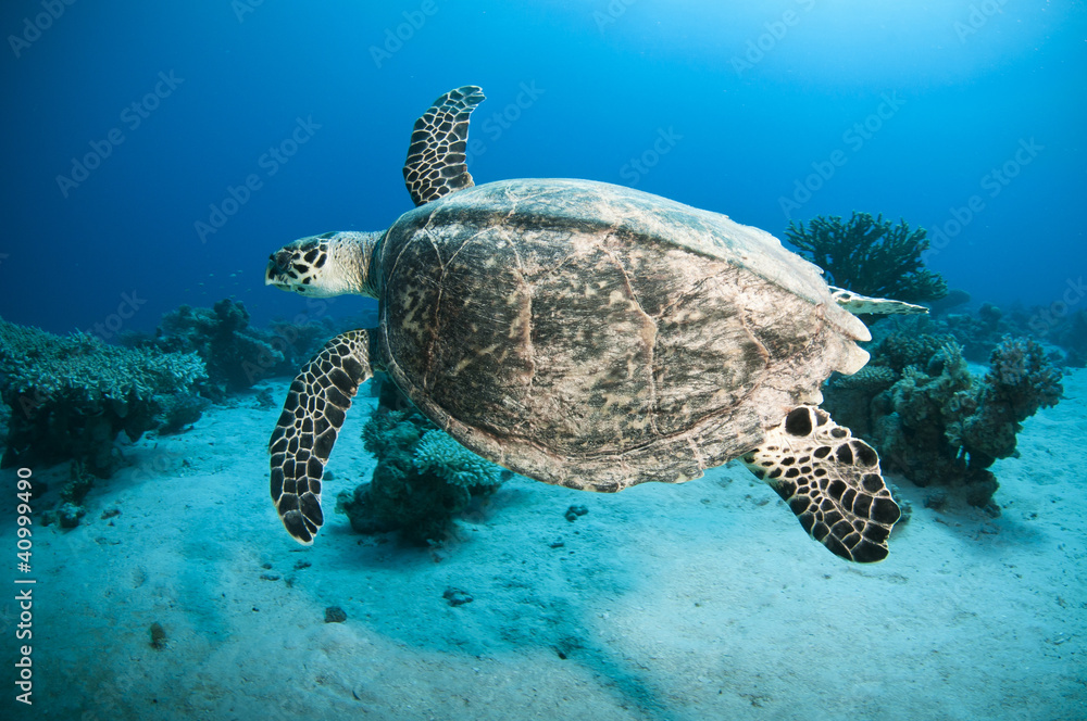 Obraz premium Turtle