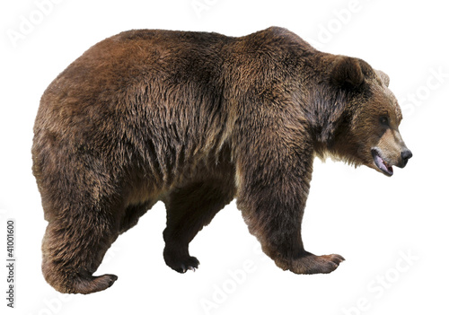 Isolated brown bear (Ursus arctos) photo