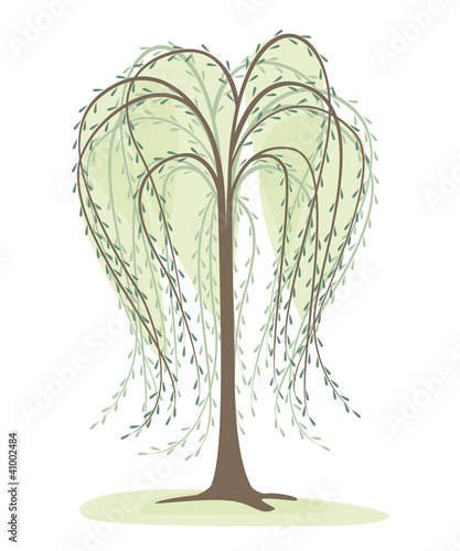 deciduous tree on a white background, willow